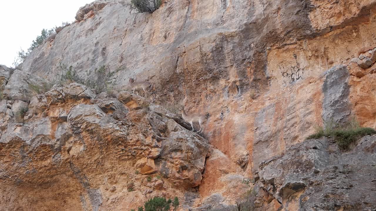 cabra salvaje, cabra montés ibérico, escalando una repisa en la pared de una montaña para unirse a otra