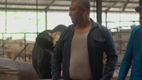 two asian adult farmers in cowshed talking and checking stalls with dairy cows eating hay