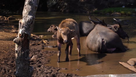 indonesian riverine buffalo and its young at rinca island in komodo national park, indonesia. - closeup
