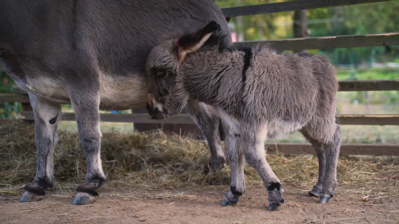 un lindo burro mediterráneo en miniatura recién nacido con una franja parada al lado de su madre, empujándola con la cabeza, luego girando y saliendo, valla de tablones detrás, primer plano de 4k