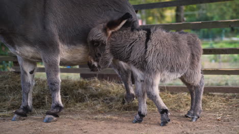 a cute little newborn miniature mediterranean donkey with a fringe standing next to its mother, nudging her with its head, then turning around and going away, plank fence behind, close up 4k shot