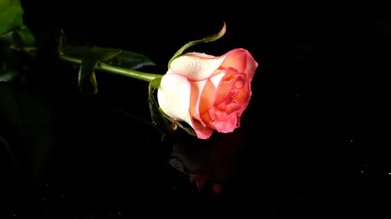 Caduta di una rosa su sfondo nero. Slow motion