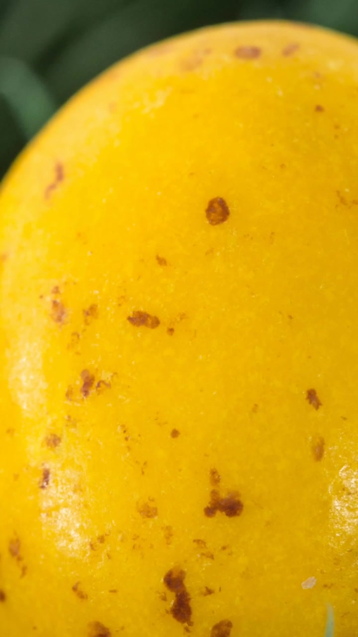 Animazione di uovo di Pasqua arancione sull'erba