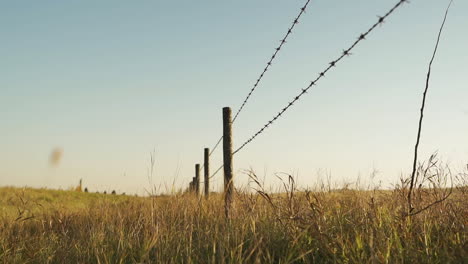 barb wire fence in a wheat field in red deer county, alberta, canada - wide shot