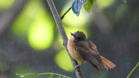 ruddy-tailed flycatcher shaking wet feathers in heavy rain storm