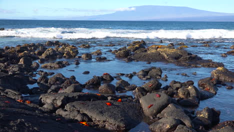 wide establishing shot of the galapagos islands with bright red sally lightfoot crabs on rocks nearby