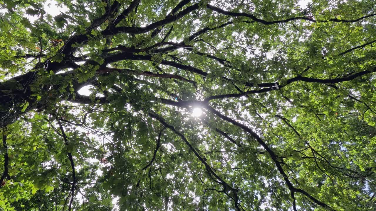 Bright sun peeks through leafy canopy foliage of tall mature oak tree
