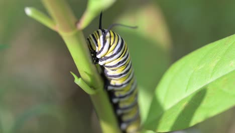a close-up video of a striped monarch caterpillar eating a green milkweed leaf in a garden. this macro footage is perfect for projects about nature, wildlife, insects, and the butterfly life cycle