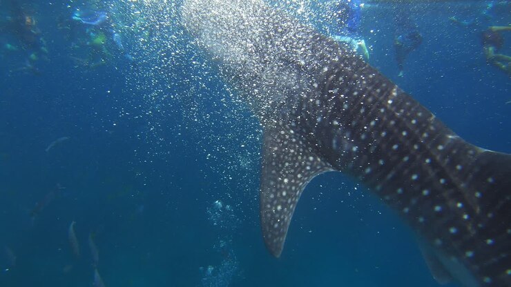 A huge whale shark feeds off of krill from the sea surface while people swim around it