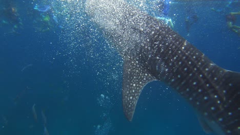 a huge whale shark feeds off of krill from the sea surface while people swim around it