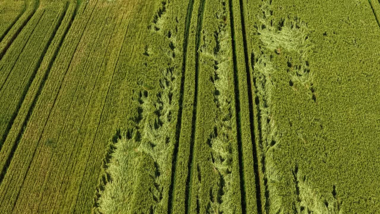 Latvian farmland grain fields with tractor tramline patterns AERIAL