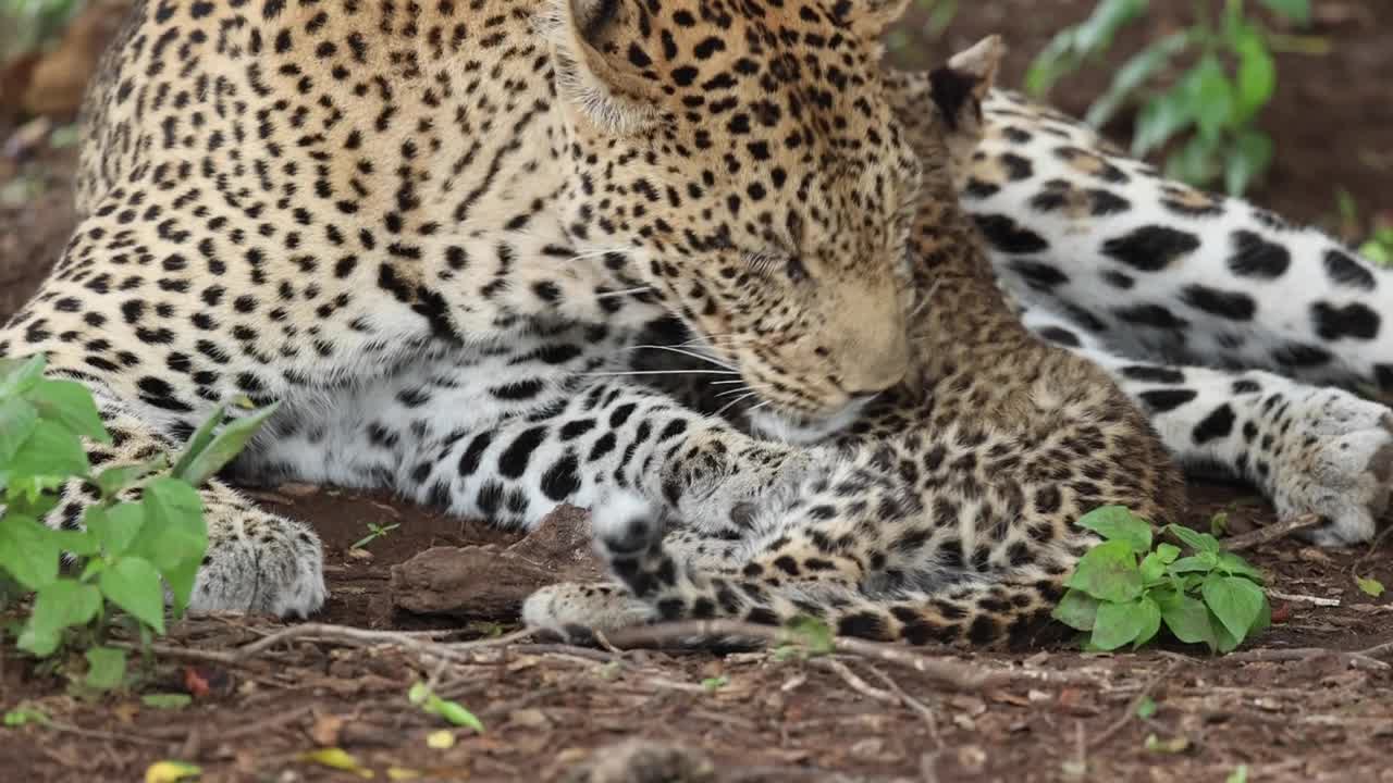 un primer plano de una leoparda madre lamiendo a su cachorro, mashatu, botswana