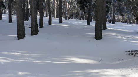 walking slowly through deep white snow with pines trees, sun and shadow