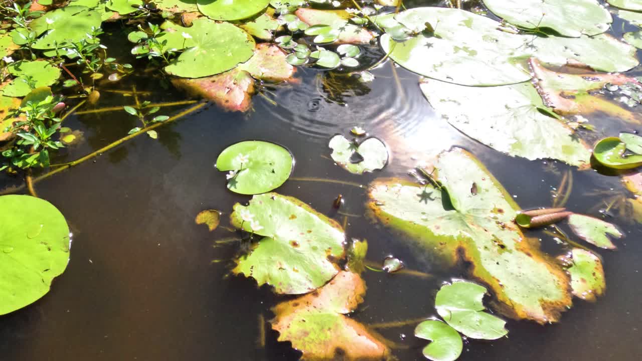 Lotus leaves spread across water surface
