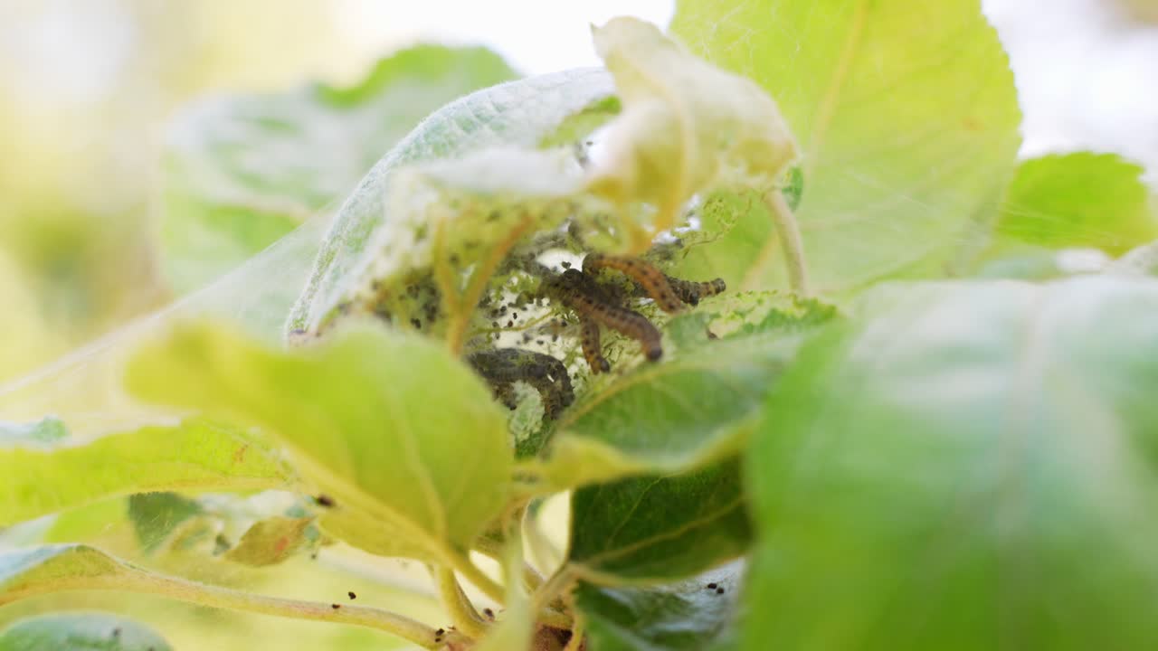 과수원 어민 나비 매크로 근접 촬영의 감염 번식