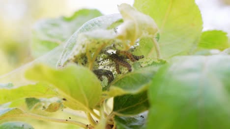 Infestation-breeding-of-orchard-ermine-butterfly-macro-closeup