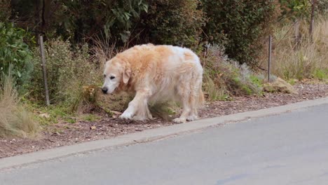 golden retriever walking on roadside in melbourne