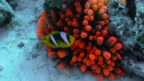 a clownfish and its symbiotic relationship with a sea red anemone - natural ocean habitat