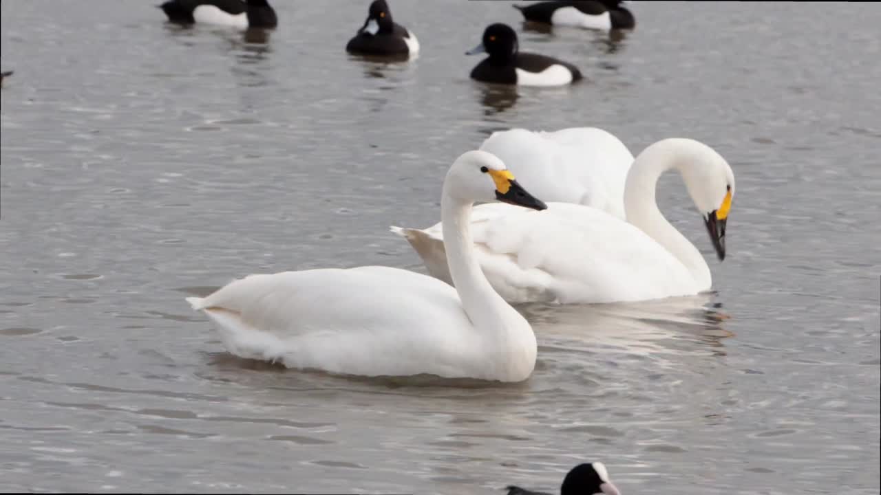 Bewick's Swans, Cygnus columbianus bewickii, feeding with their necks underwater in shallow lake. Winter. England. UK