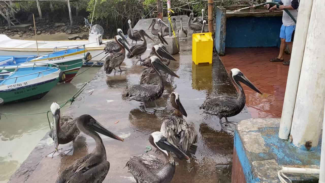 grupo de pelícanos marrones en el mercado de pescado de santa cruz, galápagos, ecuador con un trabajador limpiando el área con agua