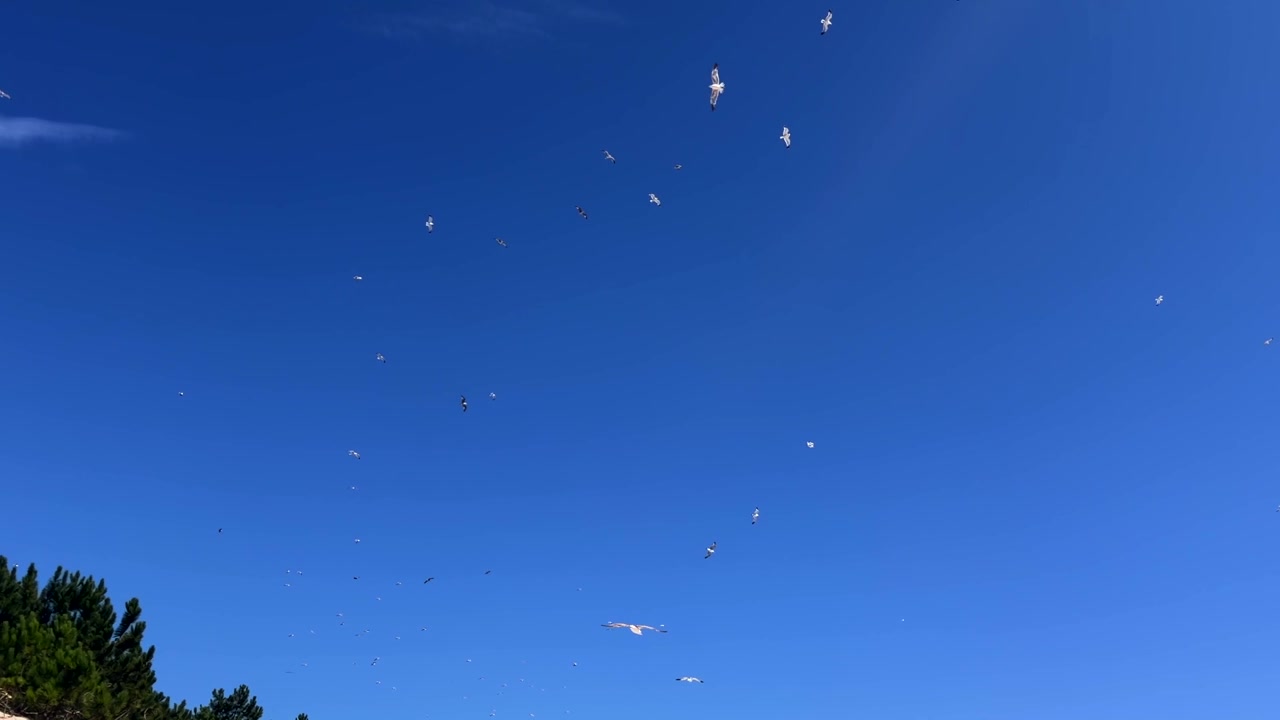 Gaivotas planando com asas abertas em um céu azul claro acima das copas escuras dos pinheiros.