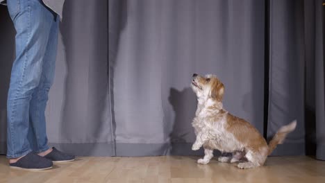 Perro-Cavachon-Macho-De-Pie-Sobre-Las-Patas-Traseras-Esperando-Recibir-Su-Regalo-De-Su-Dueña