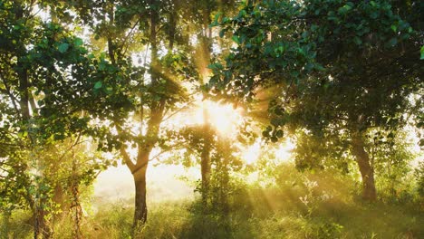 misty peacful scenic morning in summer countryside area. gold soft magic sunrise sun rays transparenting through branches of green trees, thick milky white fog in background.