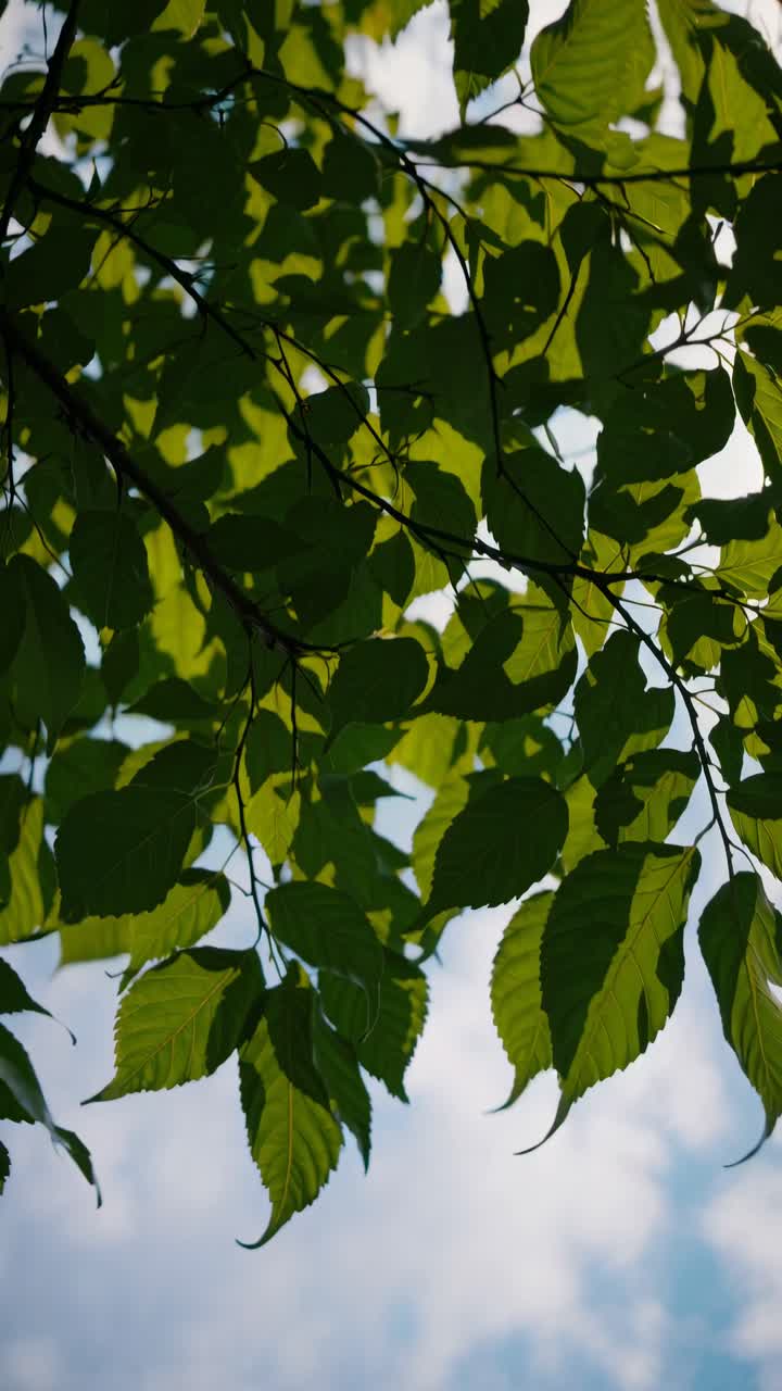 A serene video concept capturing sunlight filtering through green leaves from a low-angle