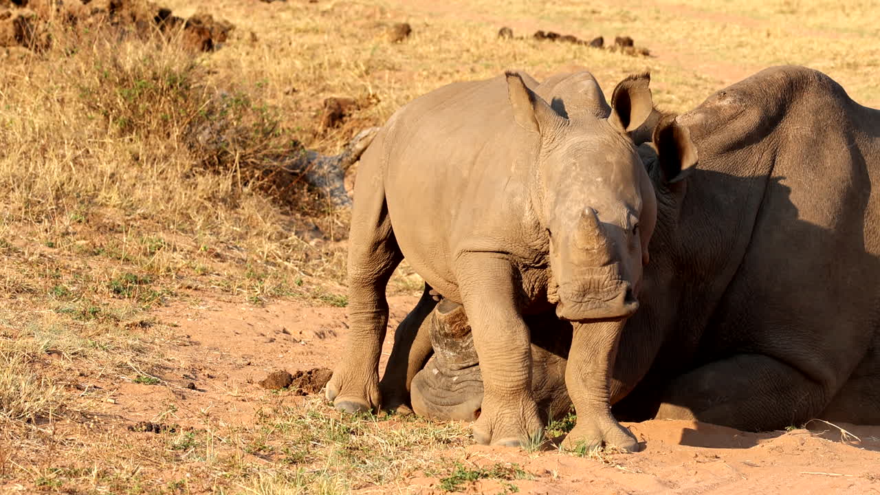 Rhino calf stands protectively over mom's head as she lies down to rest, slomo
