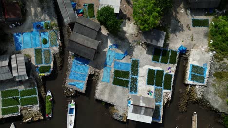 seaweed drying near water during harvesting