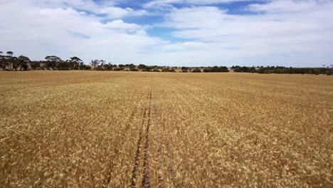 Flying-low-and-fast-over-rows-of-corn-ready-for-reaping---aerial-view