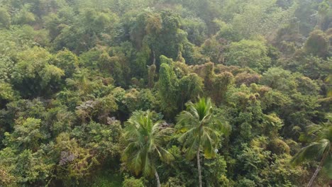 Toma-De-Vista-De-área-De-Selva-O-Bosque-En-Temporada-De-Invierno