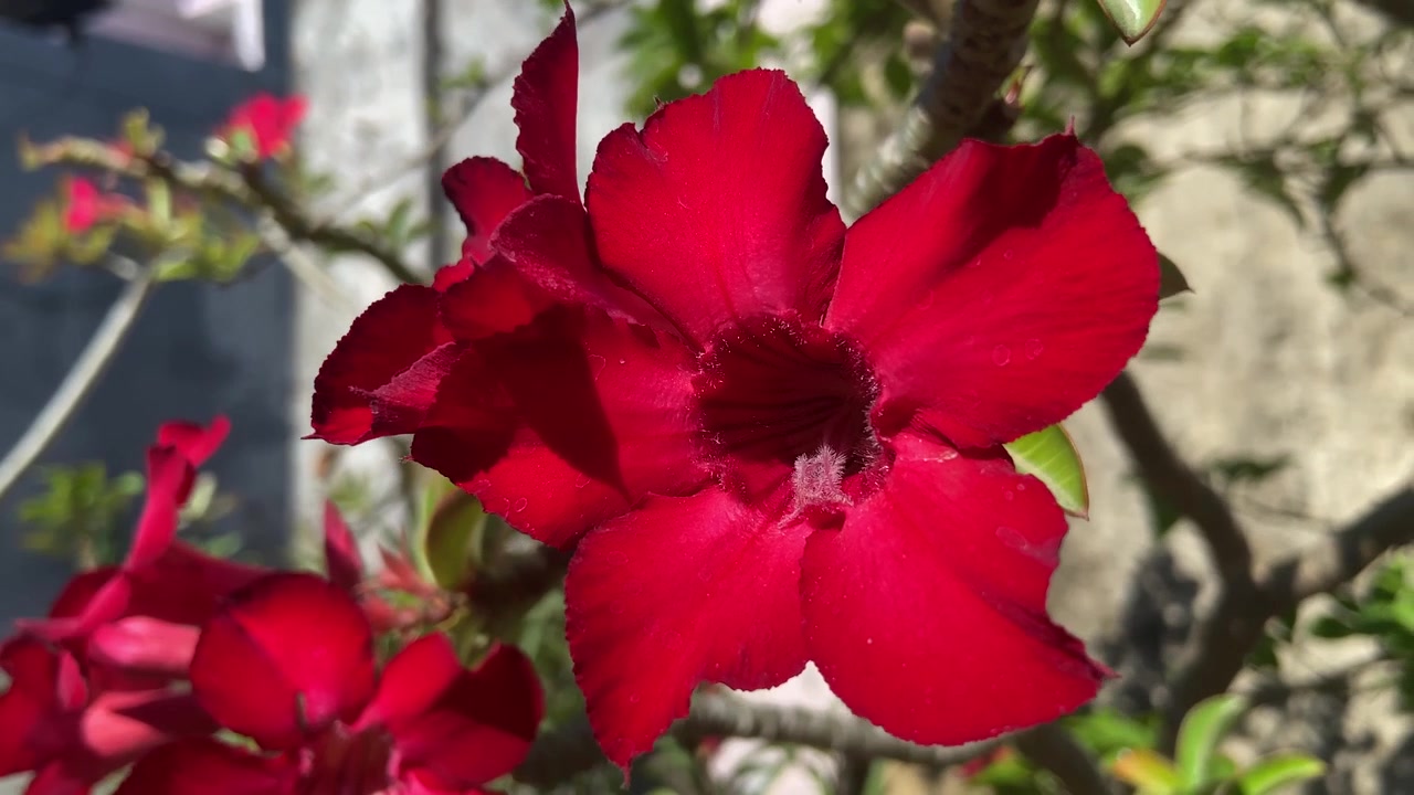 Fiore di adenium rosso vivace che sboccia alla luce del sole