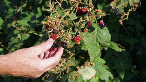 Male-hand-picking-blackberries-from-a-bush-in-sunlight,-static-locked-off