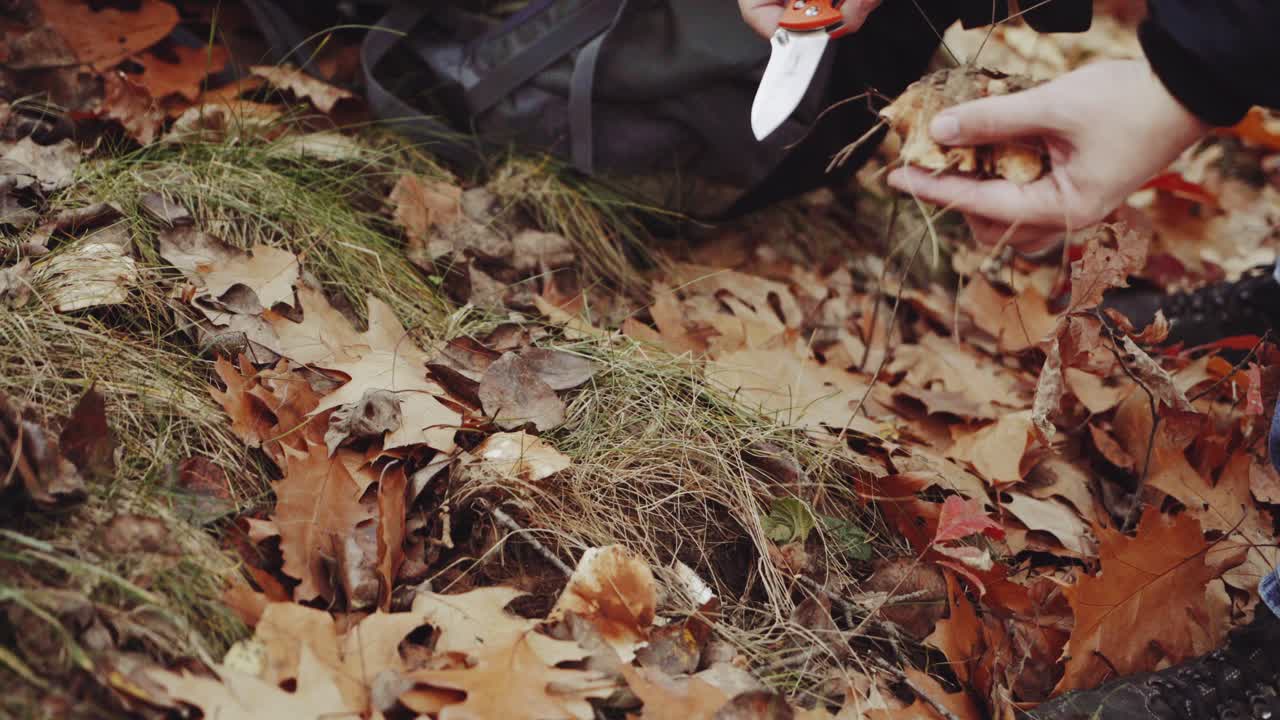 Gathering mushrooms in wild. Close up of man collects mushrooms in autumn fores