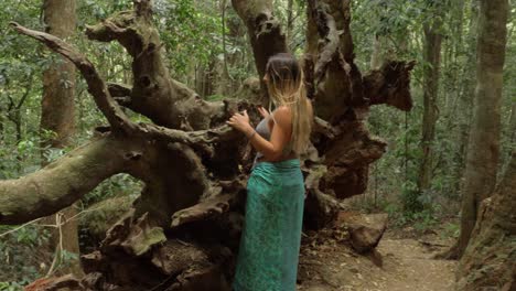 sexy woman standing next to exposed roots of fallen tree in lamington national park - gold coast hinterland - qld, australia. - handheld