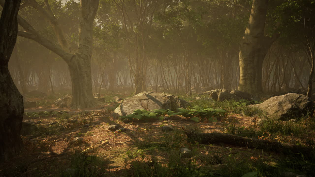 Misteriosa foresta nebbiosa