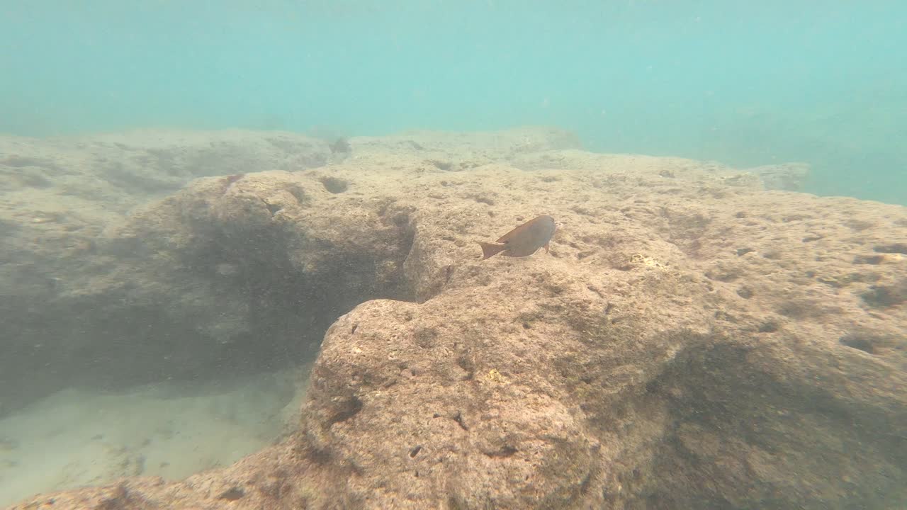 Tropical Reef Fish In Hanauma Bay, Oahu