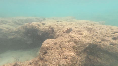 Peces-De-Arrecife-Tropical-En-La-Bahía-De-Hanauma,-Oahu