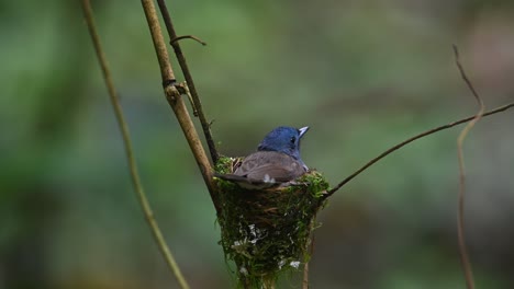 Una-Hembra-Sentada-En-El-Nido-Esperando-Ser-Reemplazada,-Papamoscas-Azul-De-Nuca-Negra,-Hypothymis-Azurea,-Kaeng-Krachan,-Tailandia