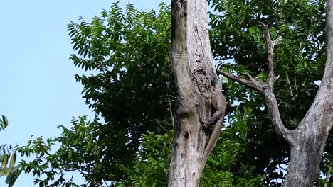 El-Lagarto-Monitor-Nublado-Se-Encuentra-En-Tailandia-Y-Otros-Países-De-Asia