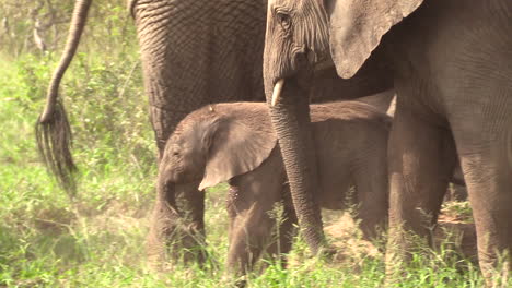 zoom to close up of a cute baby elephant in a herd of large adults