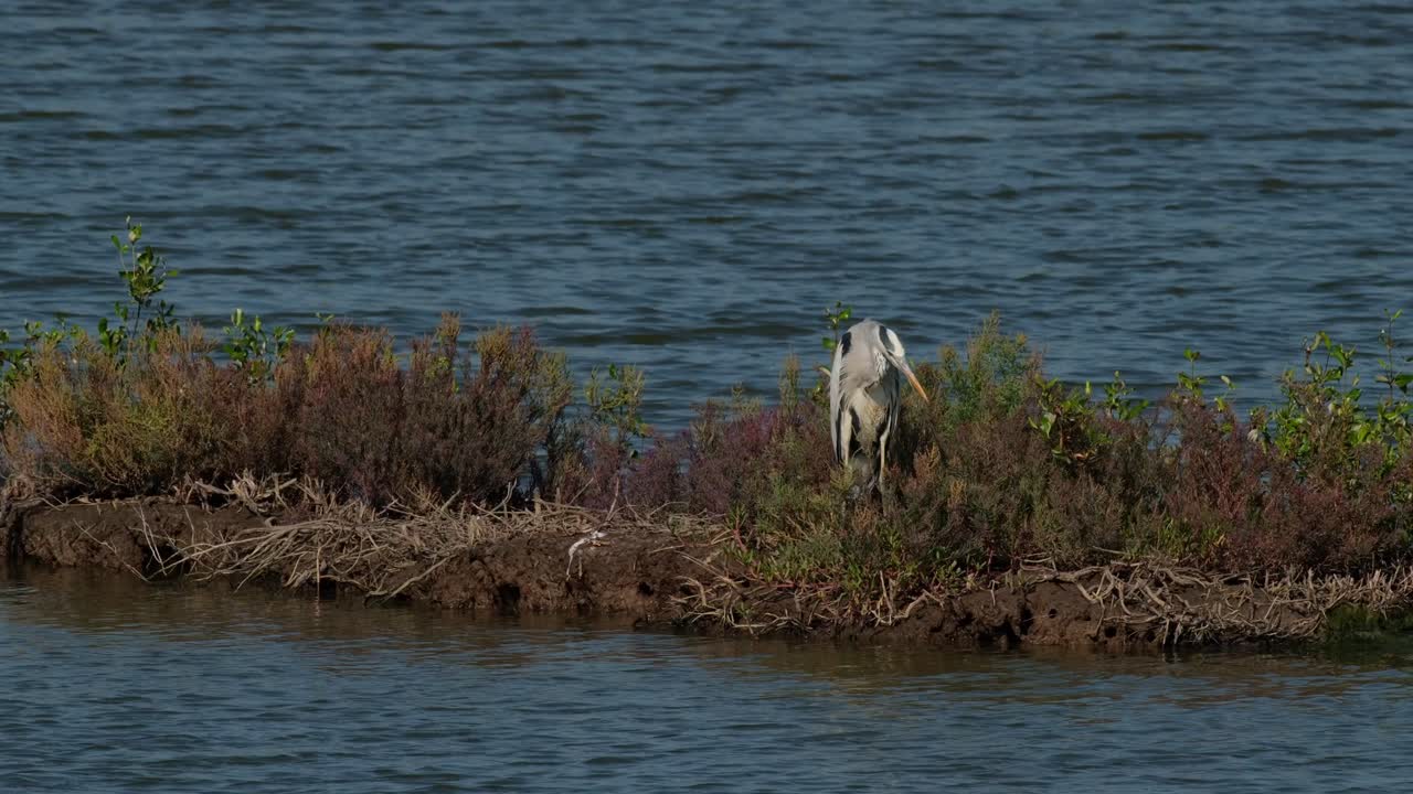 왼쪽을 향하고 머리를 오른쪽으로 돌려서 갑자기 먹이가 될 수 있는 회색 헤이론 (ardea cinerea) 의 움직임에 주의를 기울인다.