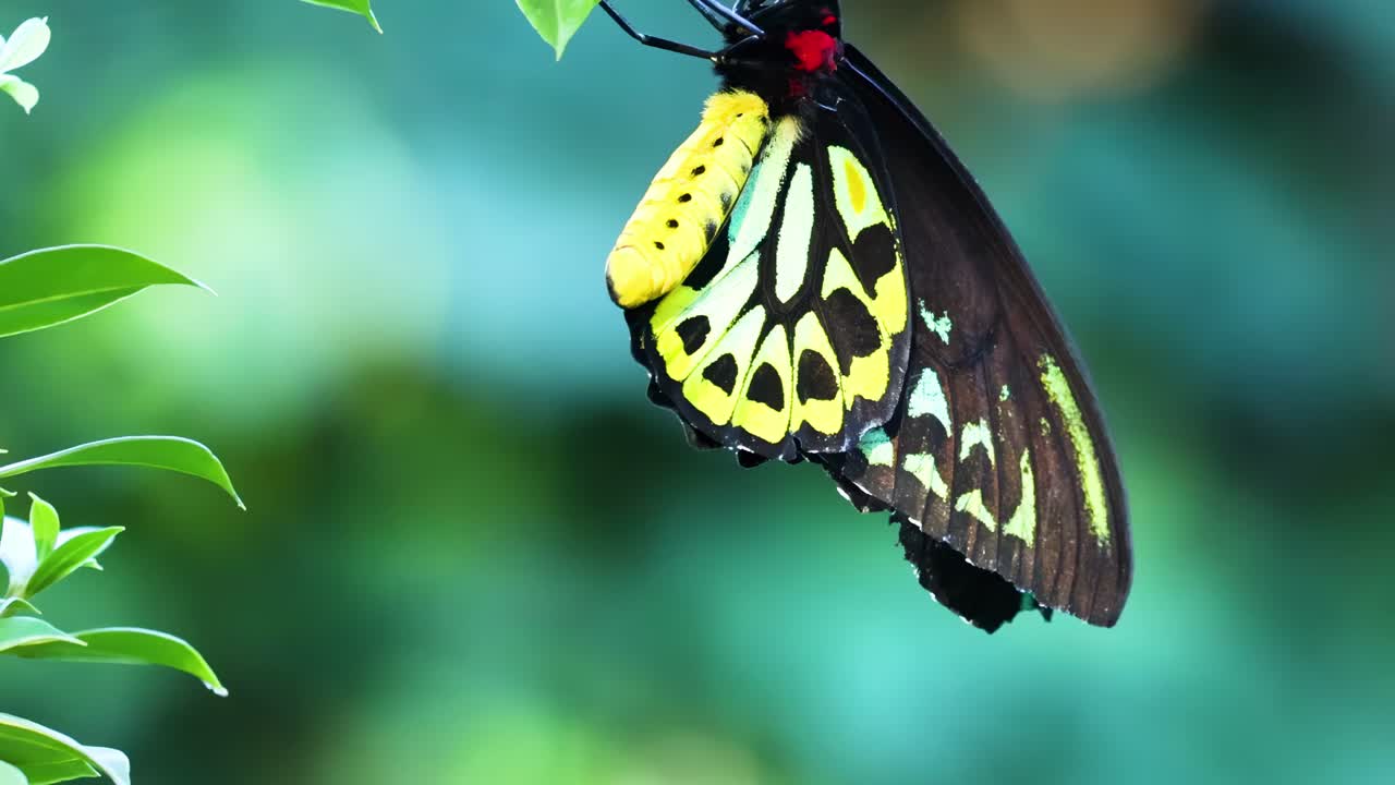 A colorful butterfly with striking patterns rests on a lush green branch, showcasing its vivid wings.