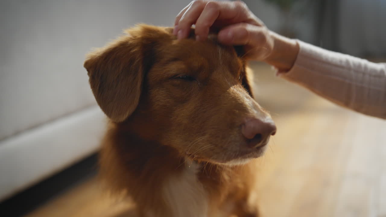 Closeup cute dog muzzle caressing by unrecognizable owner in apartment.