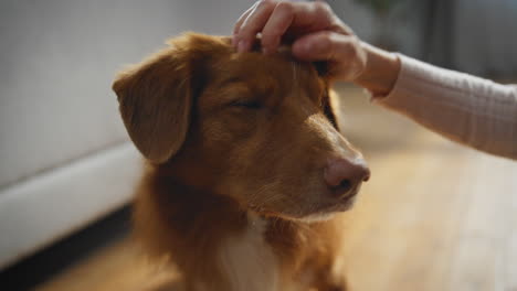 closeup cute dog muzzle caressing by unrecognizable owner in apartment.