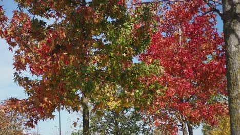 autumn leaves on trees