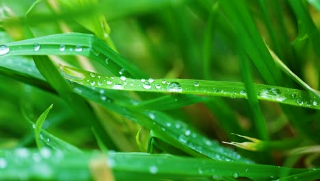 toma macro cinematográfica de 4k de gotas de agua en un poco de hierba en el jardín, de cerca