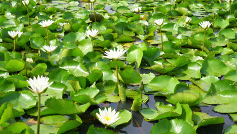 beautiful white lotus flower in lotus pond