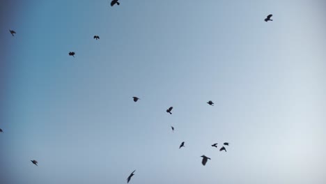 Drone-shot-following-a-flock-of-birds-as-they-fly-together-on-a-clear-sunny-day